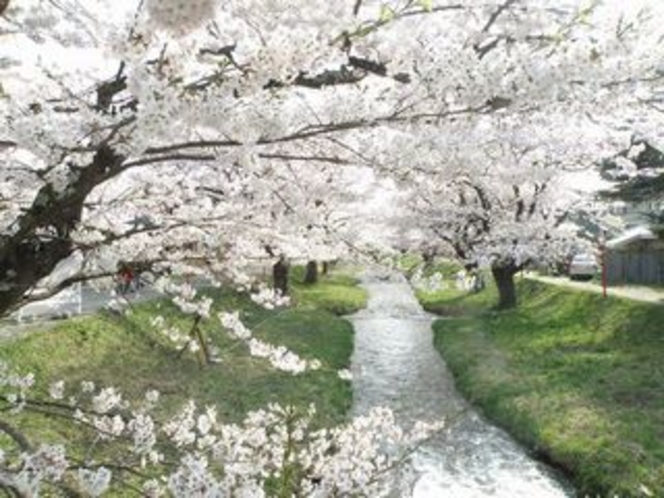 観音寺川の桜・１