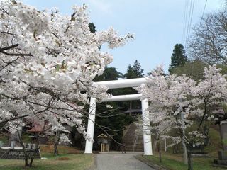 土津神社の桜