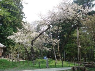 大鹿桜