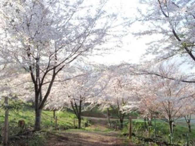 お城山裏側の桜