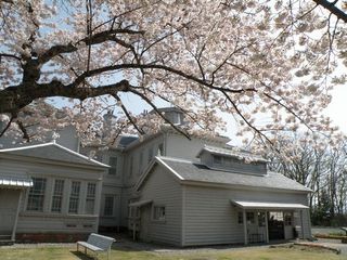 天鏡閣の桜・１