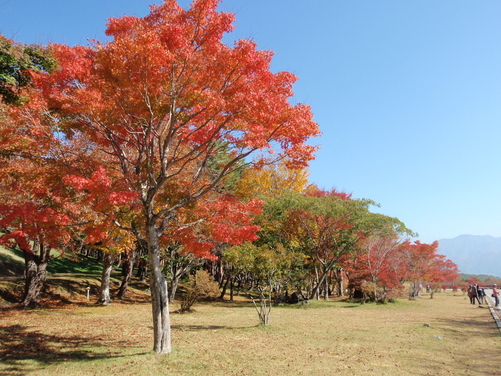 紅葉２