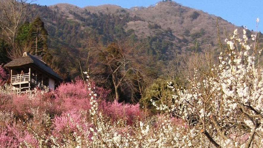 【周辺観光】筑波山梅まつり（イメージ）