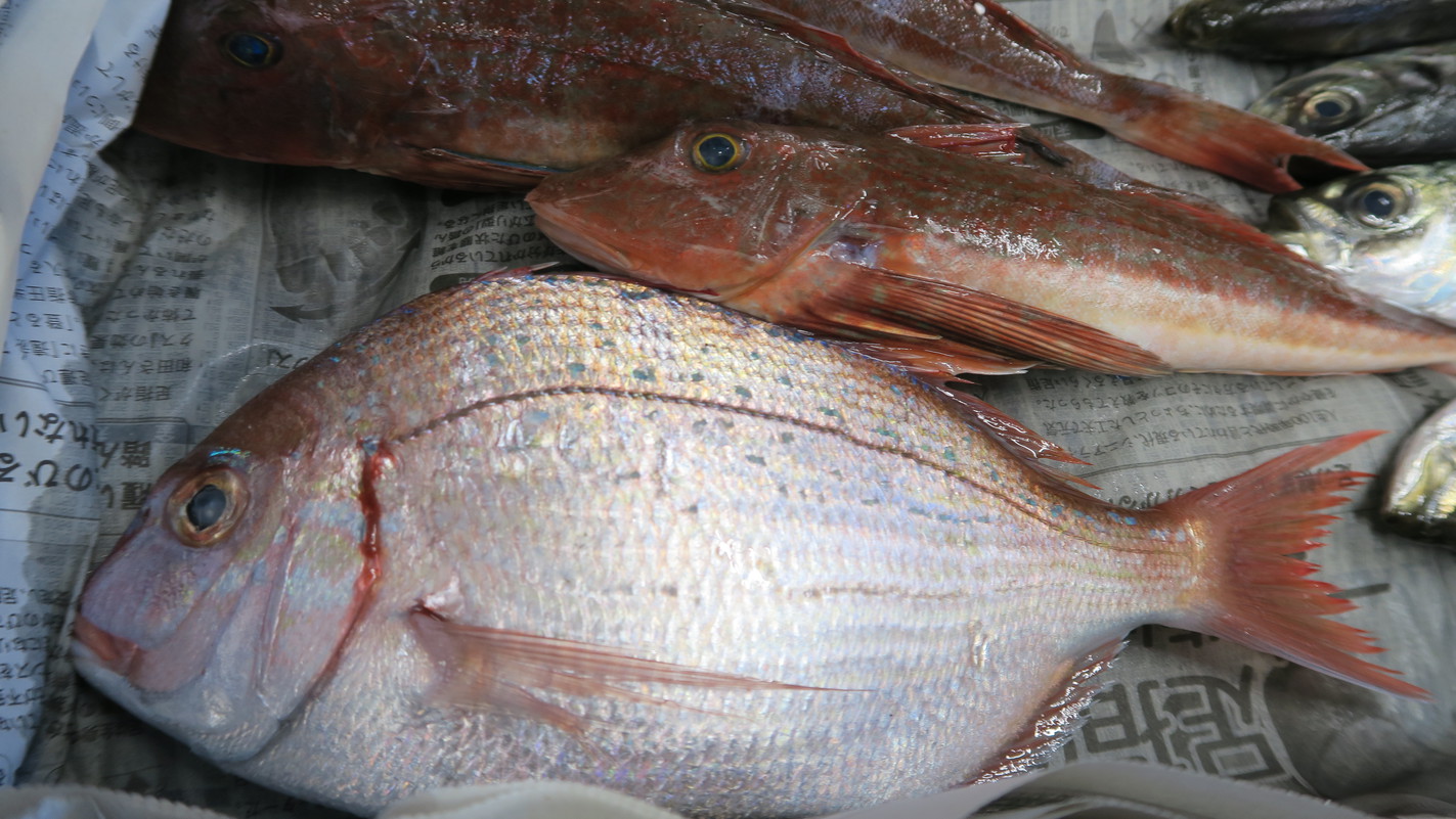 伊豆ならではの新鮮地魚舟盛プラン♪（スタンダードプラン）★広いドッグランが無料！！★＜J＞