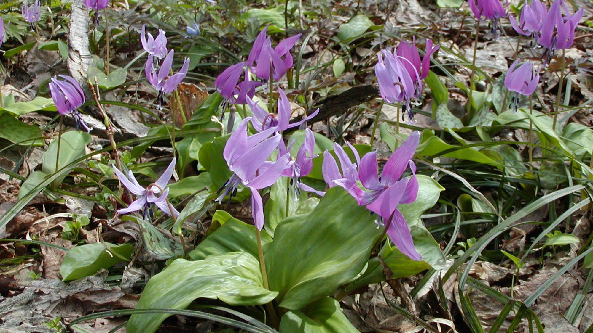 #4月に咲くカタクリの花は登山散策で群生しています
