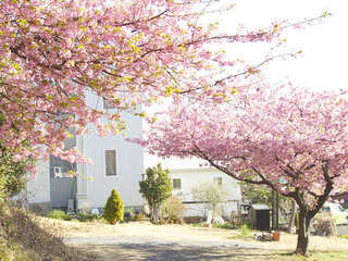 河津桜と当館