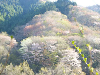 修善寺奥の院　豆桜