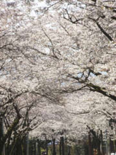 伊豆高原桜並木