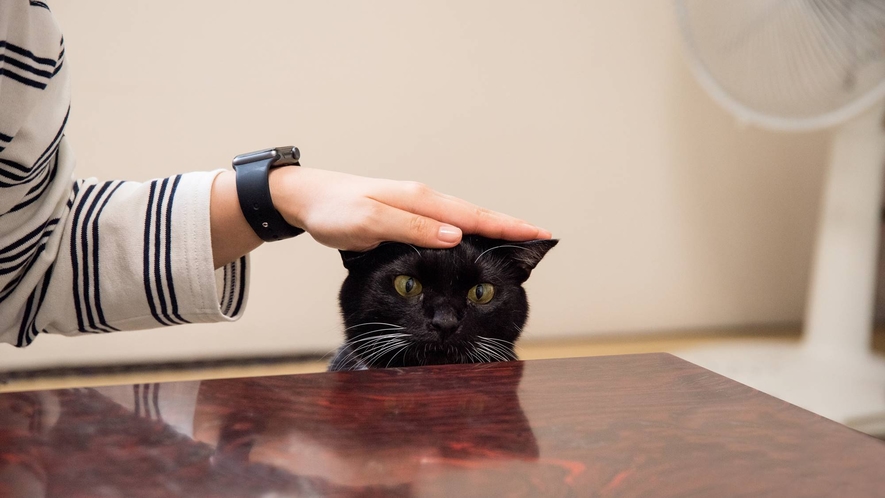 *ヤマトくん/ようこそ、中村屋旅館へ。看板猫の黒猫ヤマトですにゃ