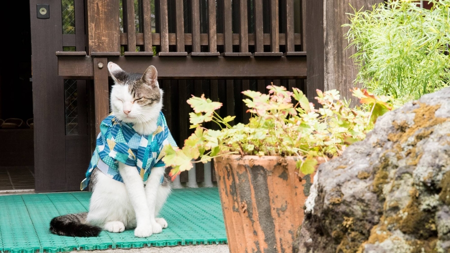 *リュウくんちょっと一休み…。猫好きの方が訪れる湯畑近くの旅館です。