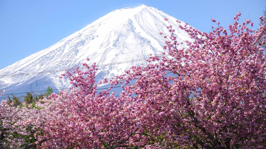 ・四季によって姿を変える日本一の富士山を眺めながらお寛ぎいただけます