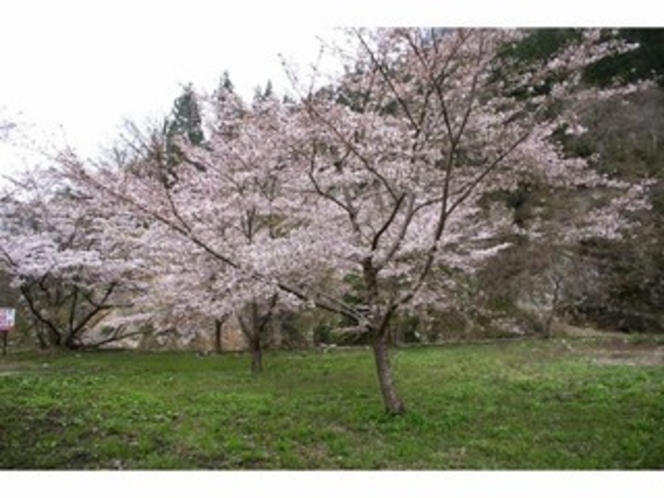 河原の桜