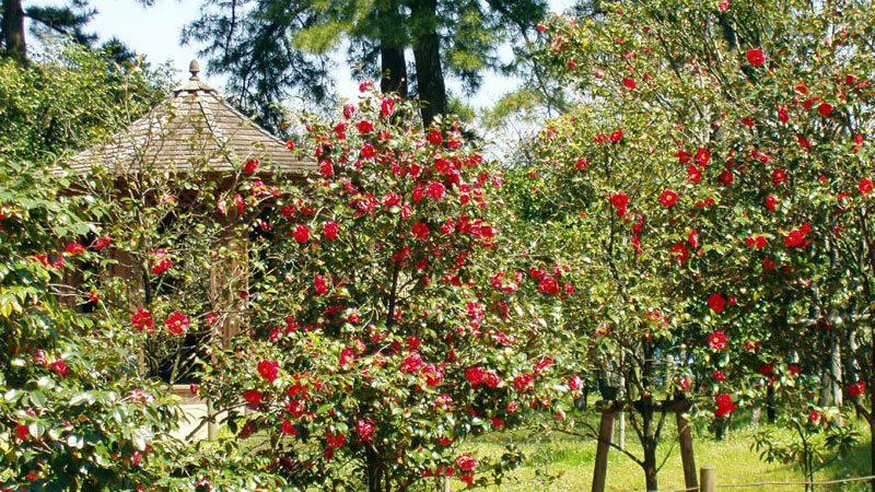 ＊【周辺観光】大島公園/山側が椿園、海側が植物園になっています。