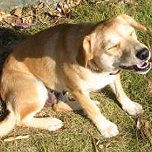 愛犬も一緒に宿泊OK☆ワンダフル和室