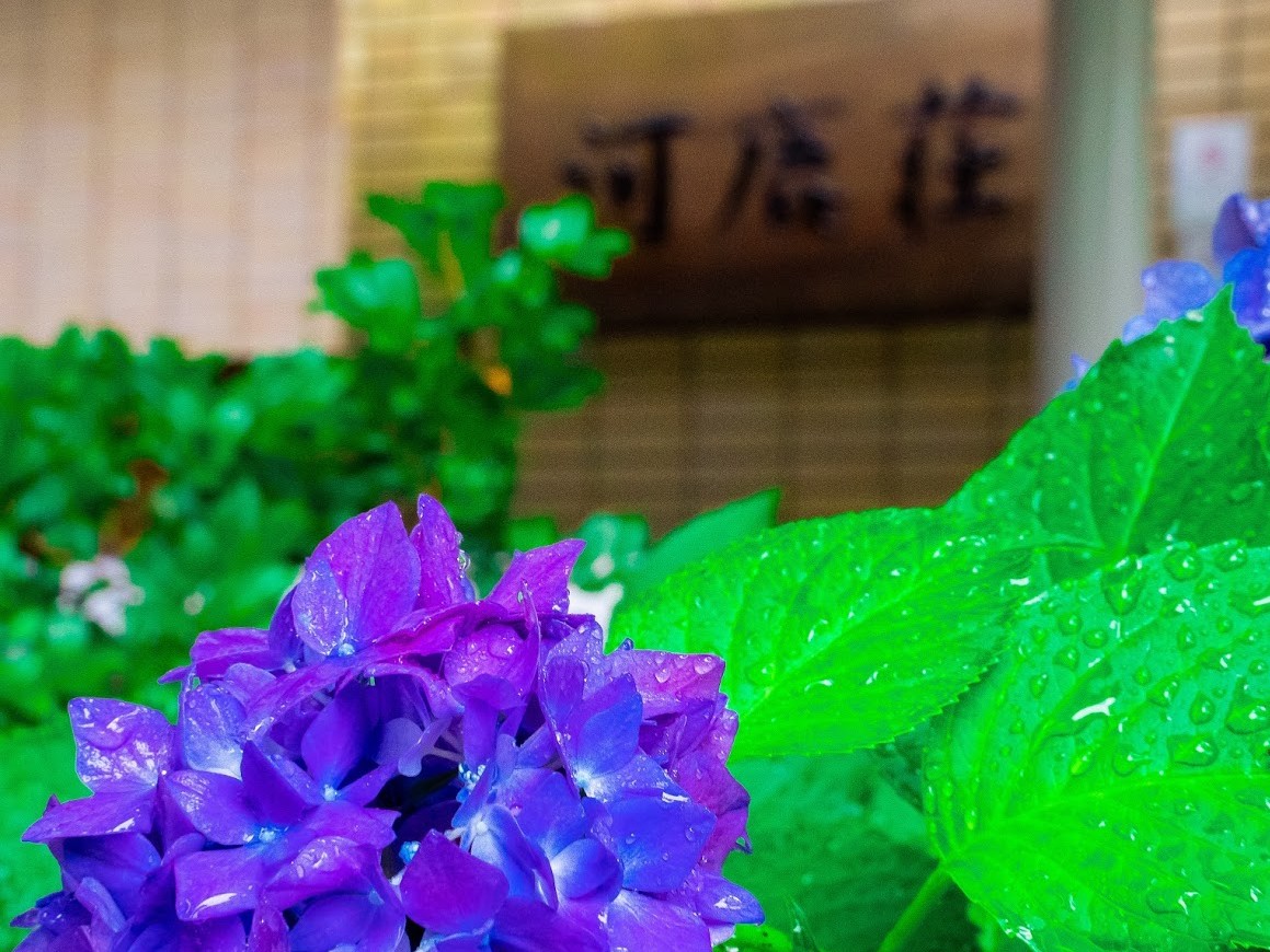 当館を彩る初夏の紫陽花