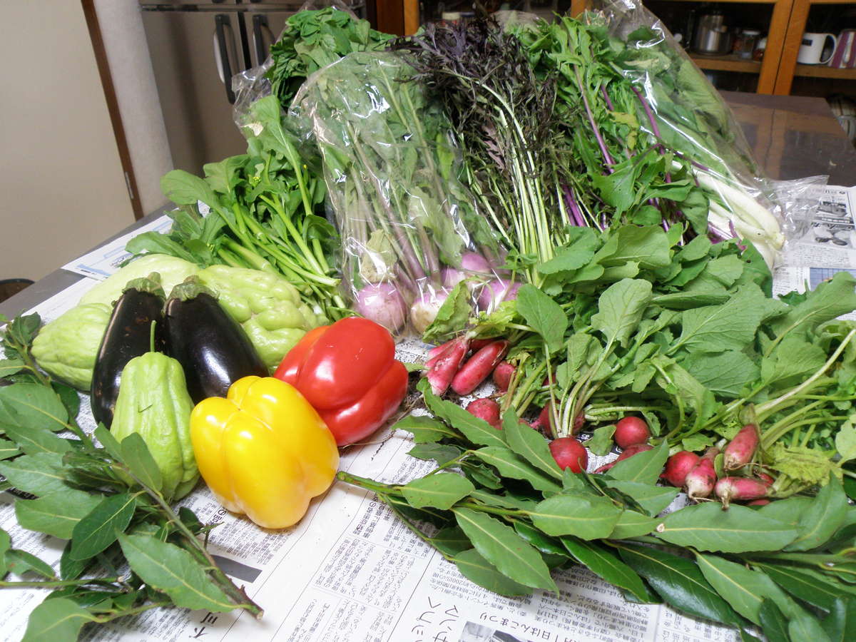 知人の家庭菜園から送られてくる彩豊かなこだわりの新鮮野菜。