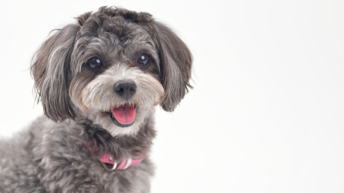 【 犬の日 】鉄板グリル-みっかび牛-◆1/11限定！ワンちゃん1匹宿泊無料！-特典付-