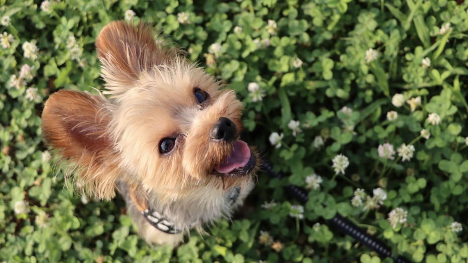 【 犬の日 】クッチェッタコース◆ワンちゃん1匹宿泊無料！-特典付-