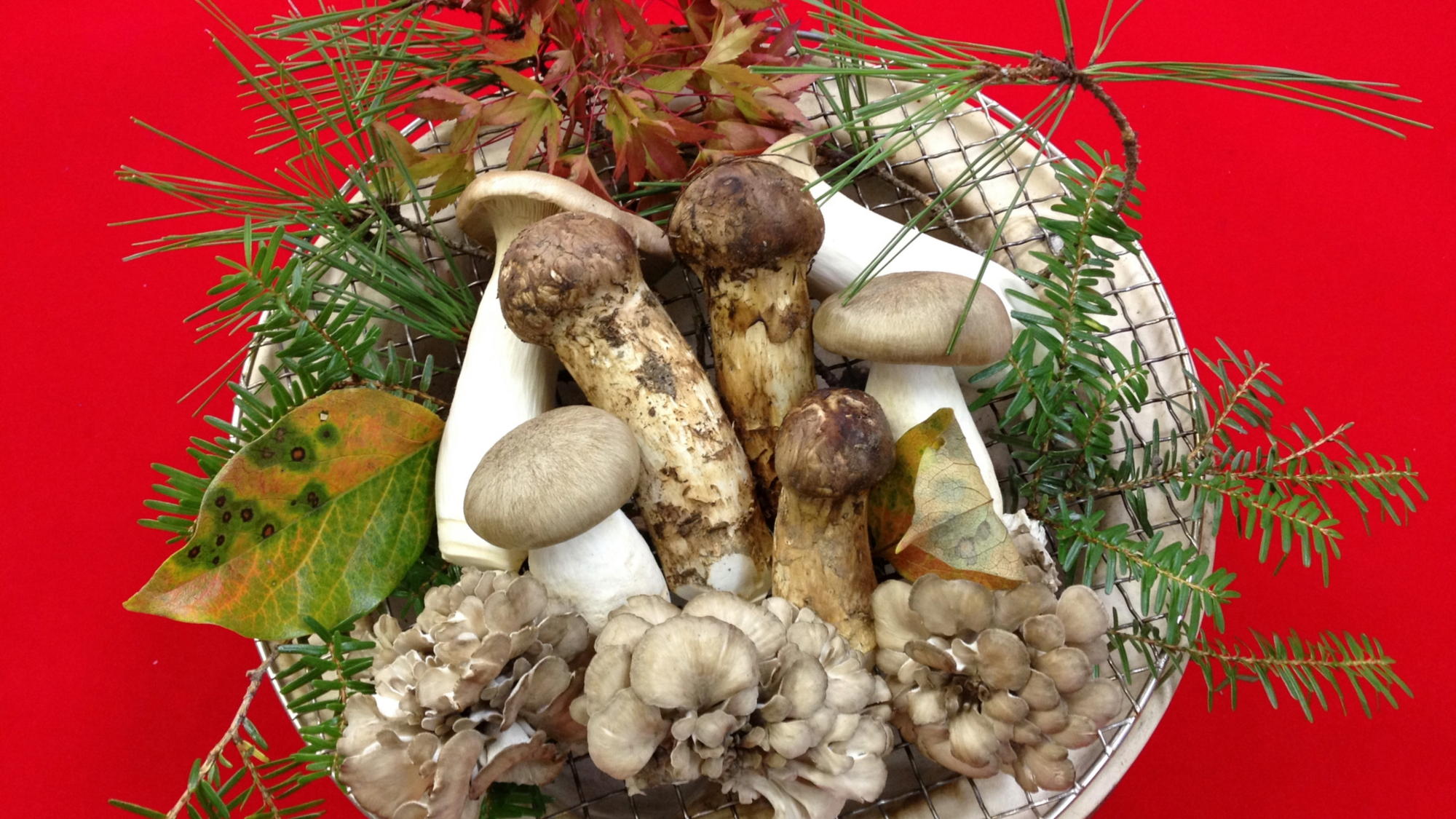 【松茸】9月中旬から10月末までは秋の特別料理