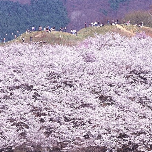 桜満開の弘法山