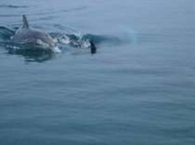 能登島の野生のミナミバンドウイルカ