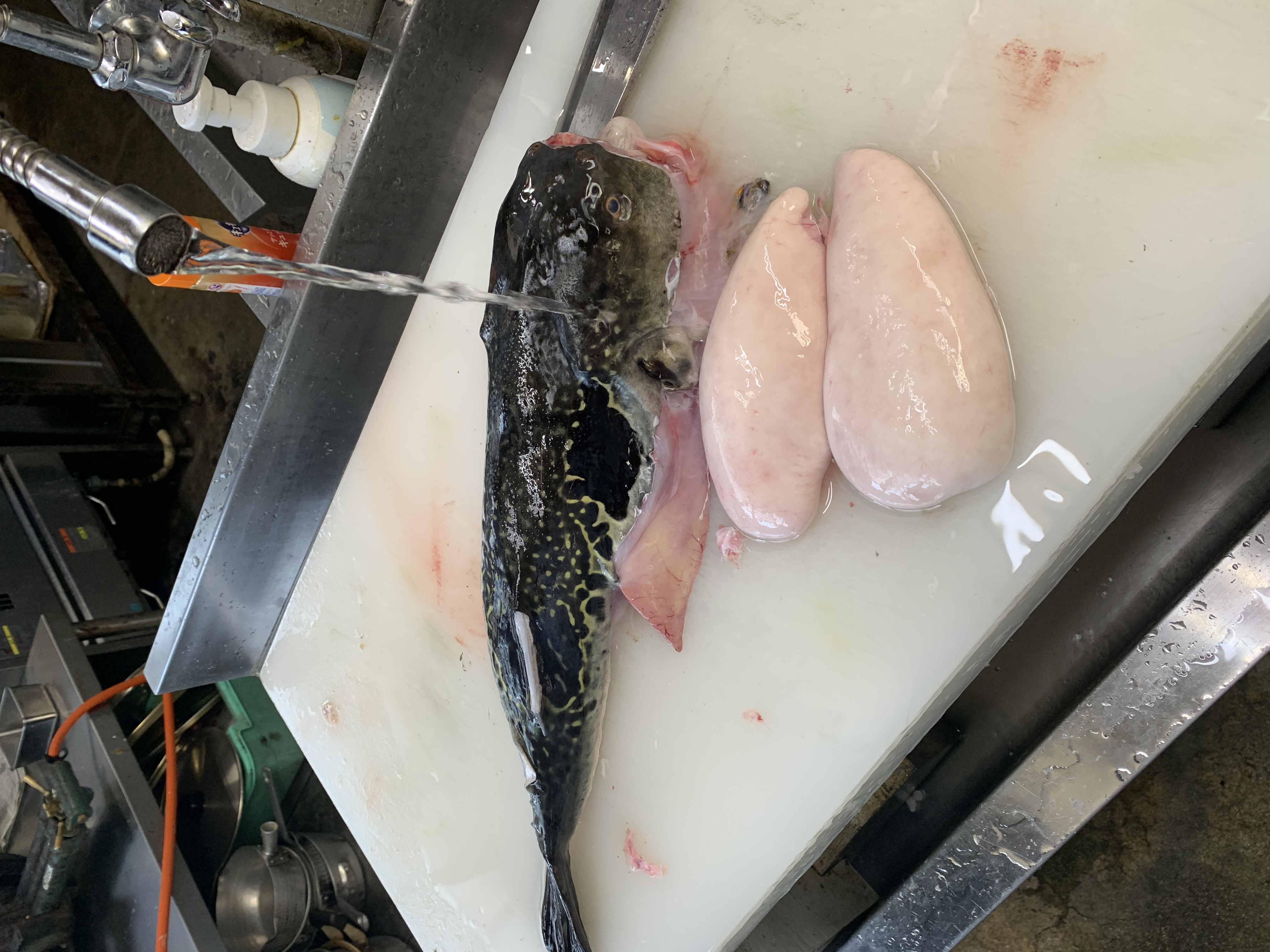 トラフグと白子