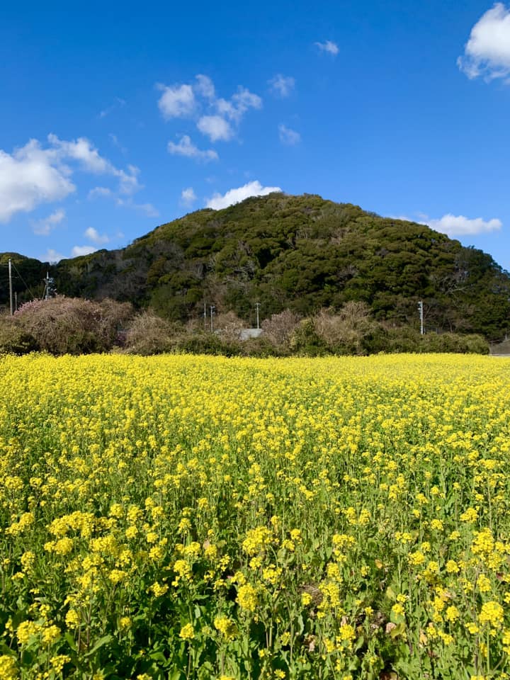 菜の花畑