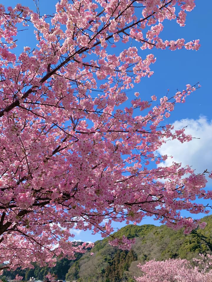 2024年桜と青空