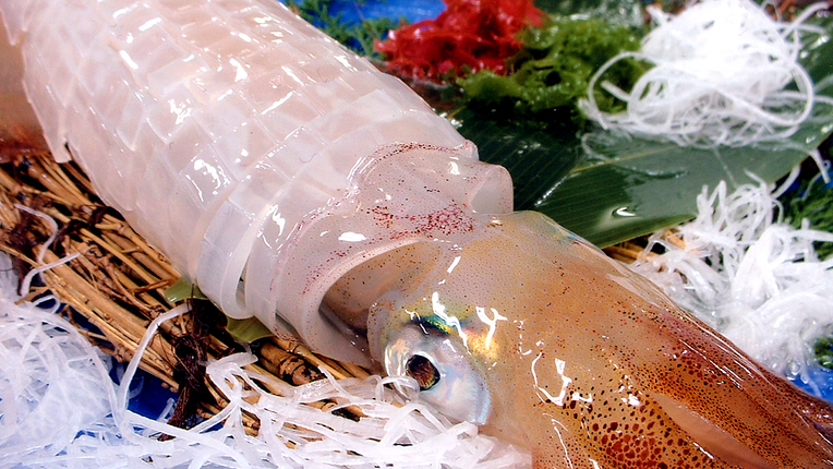 【活イカと温泉満喫コース】透明な活イカに、旬の地魚たち。新鮮さが自慢、京丹後の海を丸ごと一皿に