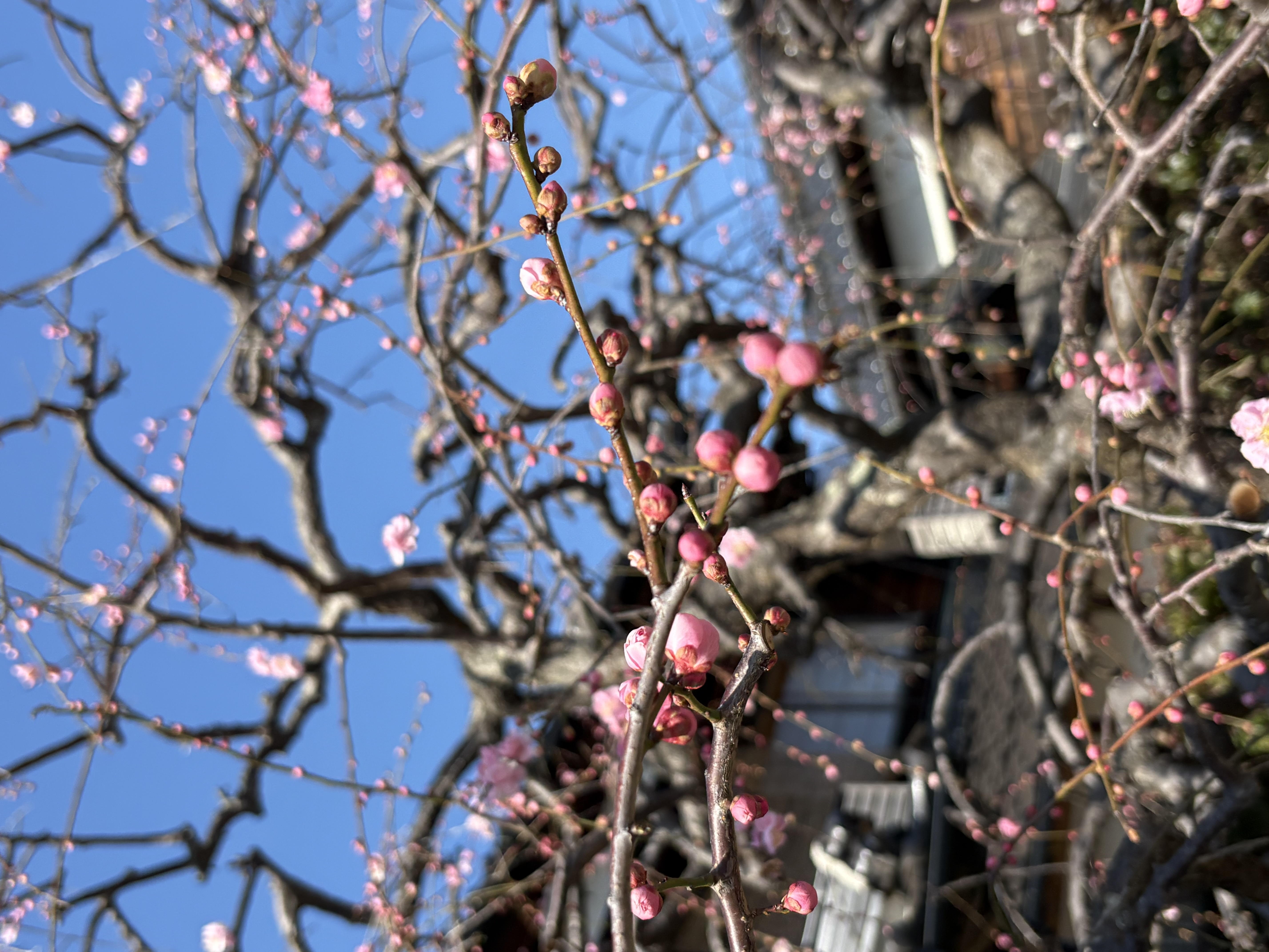 &rdquo;しだれ梅&rdquo;