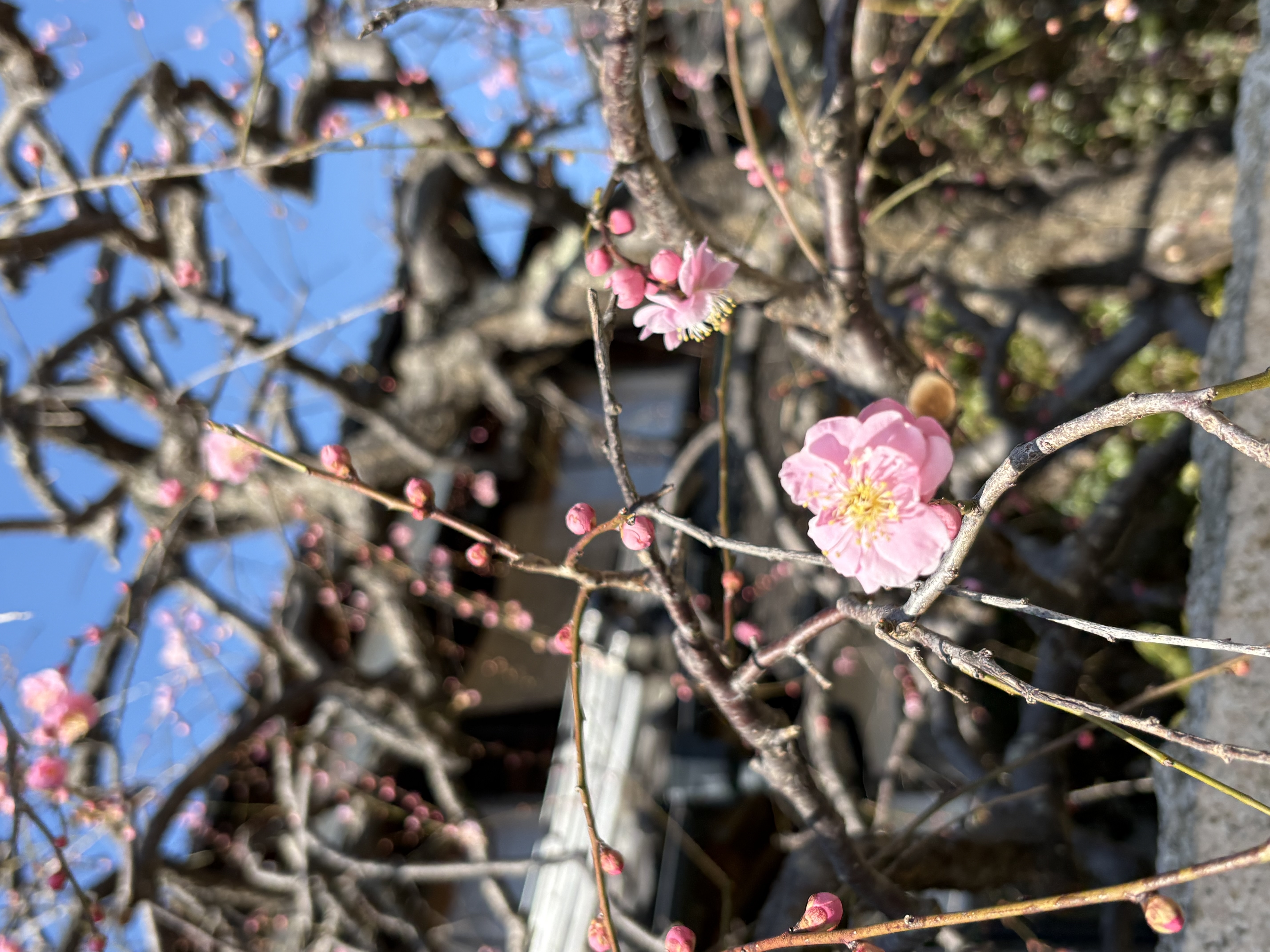 &rdquo;しだれ梅&rdquo;