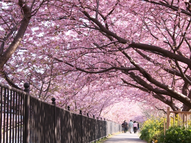 【河津桜まつり　基本プラン】オールインクルーシブの今井荘を体験