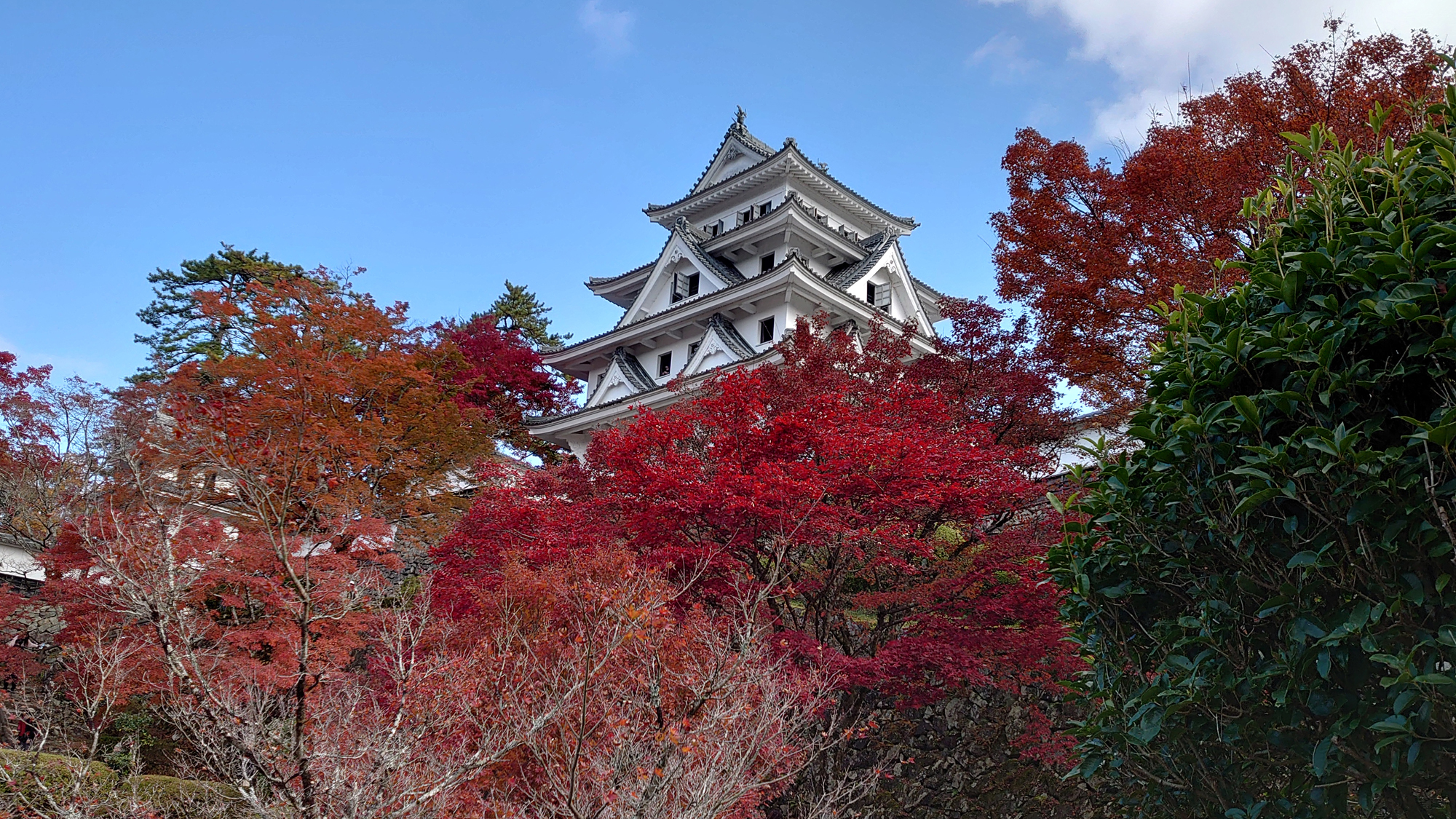 秋には郡上八幡城下町もみじまつりと天空のもみじ庭園ライトアップもございます！※イメージ