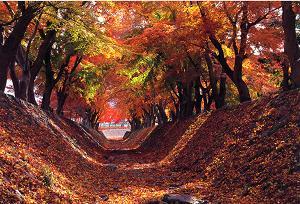 河口湖温泉 山岸旅館 - 写真 247