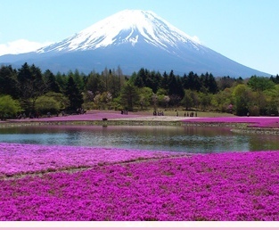 河口湖温泉 山岸旅館 - 写真 229
