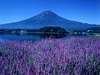 河口湖温泉 山岸旅館 - 写真 235