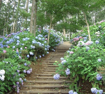 河口湖温泉 山岸旅館 - 写真 233