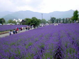 ハーブフェスティバル・イベント会場