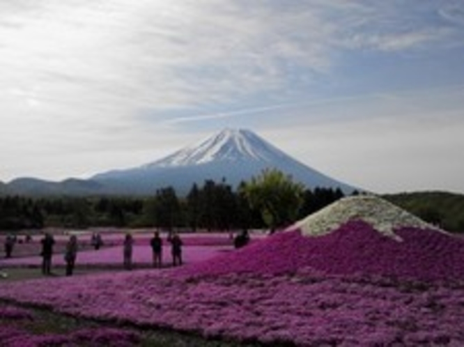 富士芝桜まつり