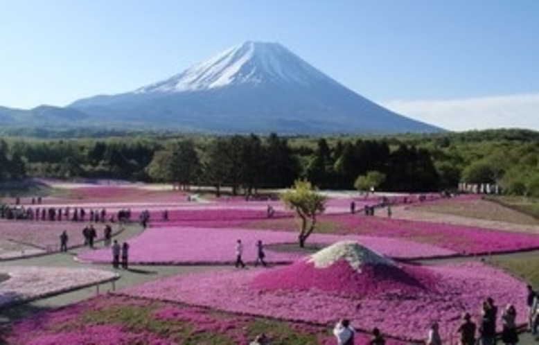 富士芝桜まつり