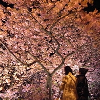 【河津桜、夜桜花見ツアープラン】早春の旅　河津桜みなみの桜を見に行こう♪2食付