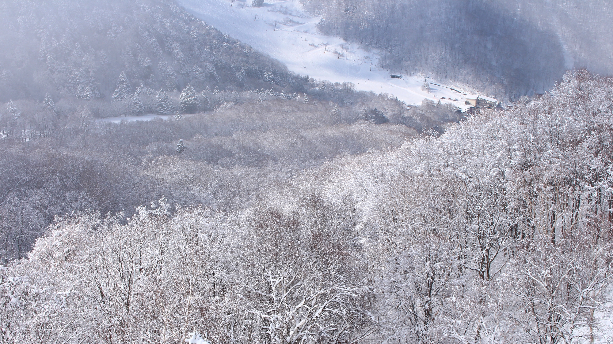 一面に広がる雪景色　志賀高原は日本屈指のスノーリゾートです。