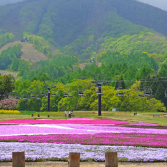 *【周辺観光】黒姫＜車で30分＞/6月は「芝桜」が一面に咲き、多くの人が訪れます（6月撮影）
