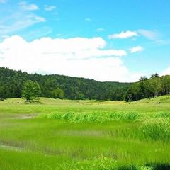 【大江湿原の三本唐松】