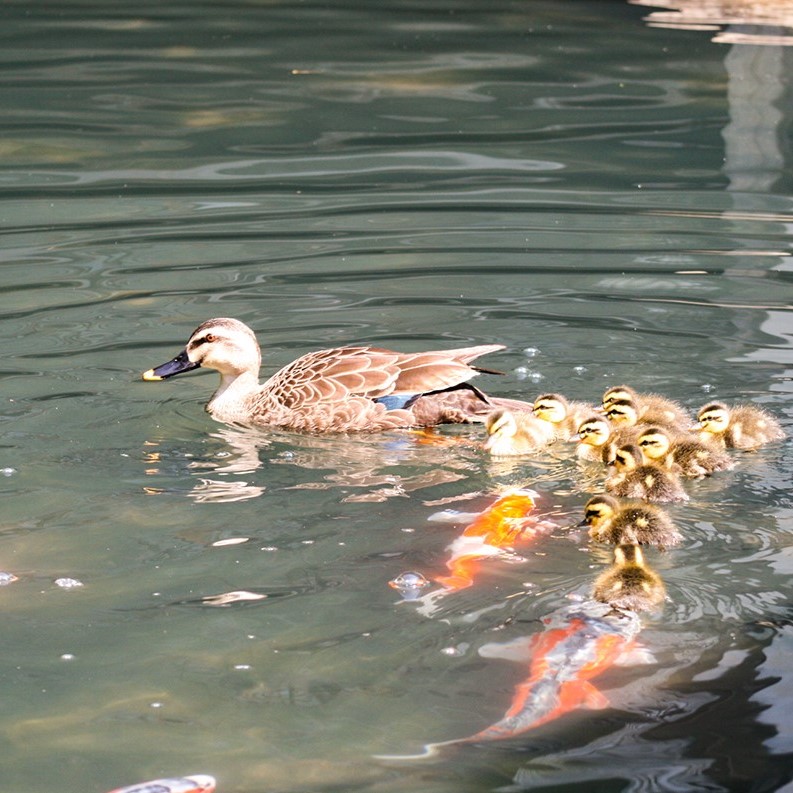 【池泉庭園　華の池】錦鯉が優雅に泳ぎます。カワセミの姿を見ることも。