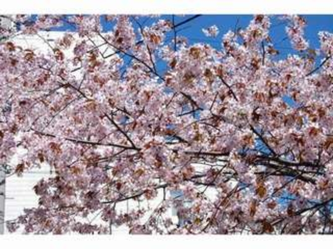 春の桜が咲き乱れています