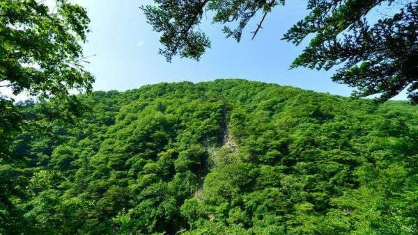 田中屋の前方の山の新緑（5月～6月）