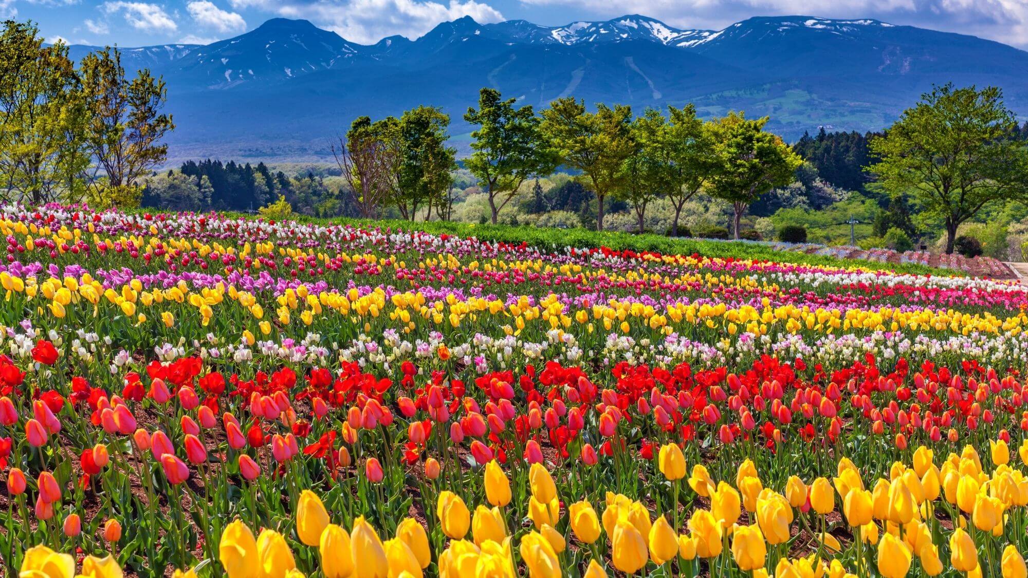 【那須フラワーワールド】標高600mの彩り豊かな花畑で、那須連山を背景に季節の花々をお楽しみください