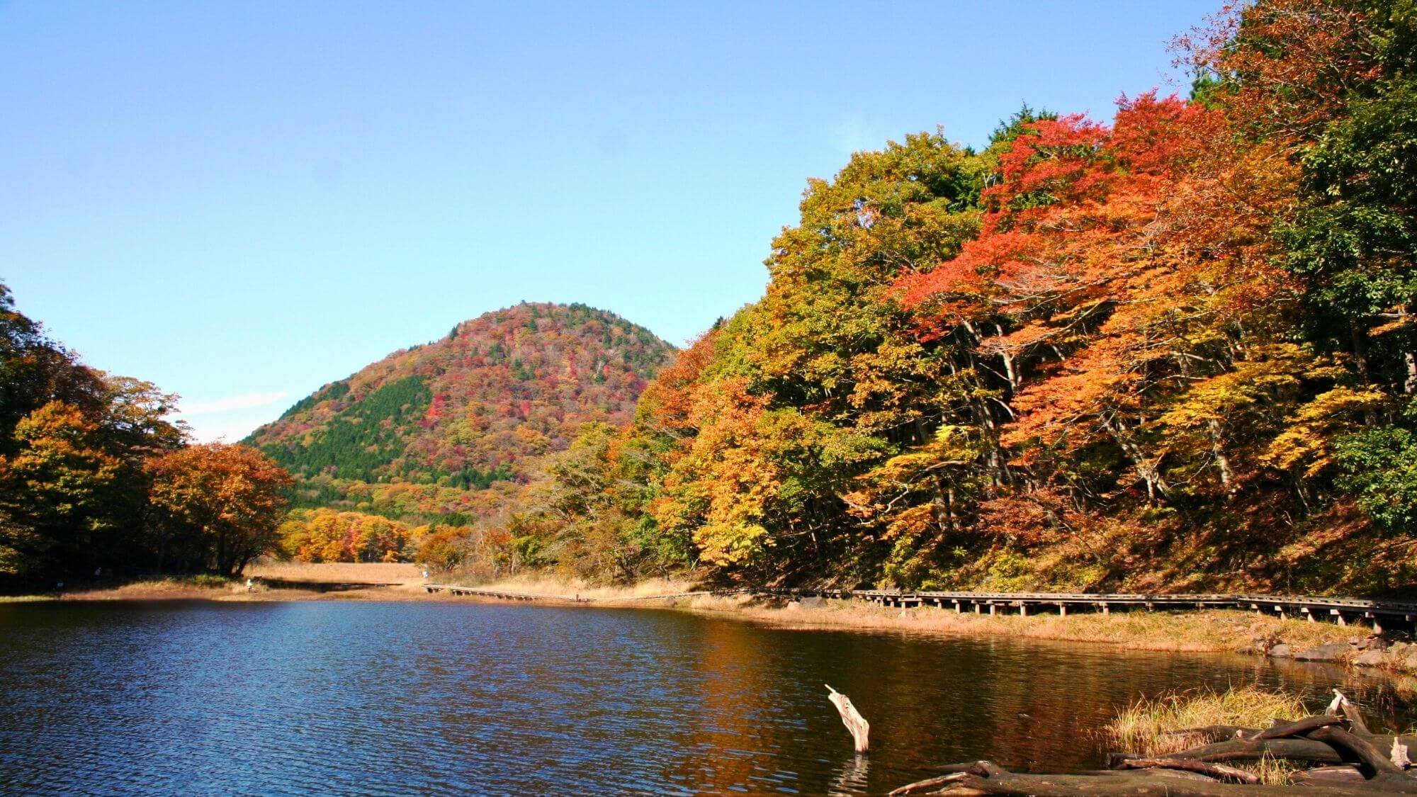 【大沼園地】天然記念物「モリアオガエル」の生息地でもあり、新潟富士の東側に広がる自然豊かな湿原です。