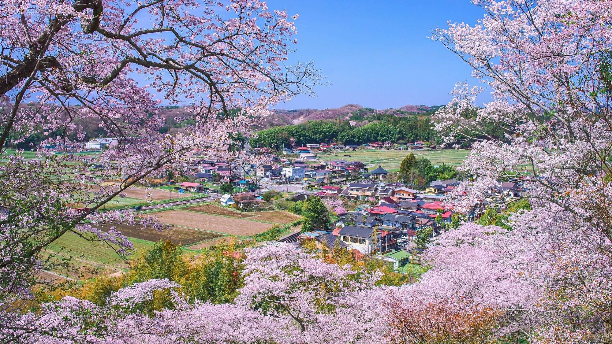 【芦野御殿山】四月上旬～中旬には山一面に咲き誇るソメイヨシノをお楽しみいただけます。